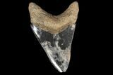 Serrated, Fossil Megalodon Tooth - Unique Patterning #78199-2